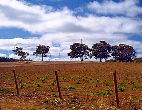 Young vineyard of Sandalford Wines Wilyabrup Western Australia Margaret River