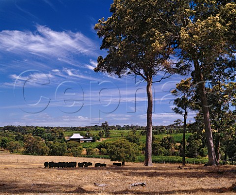 Vasse Felix winery and vineyards with Black Angus cattle in foreground under Red Gum trees   Wilyabrup Margaret River Western Australia