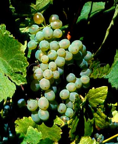 Verdelho grapes  one of the main varieties for  Madeira