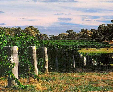 Chardonnay vines in Cullens vineyards Wilyabrup  Margaret River Western Australia
