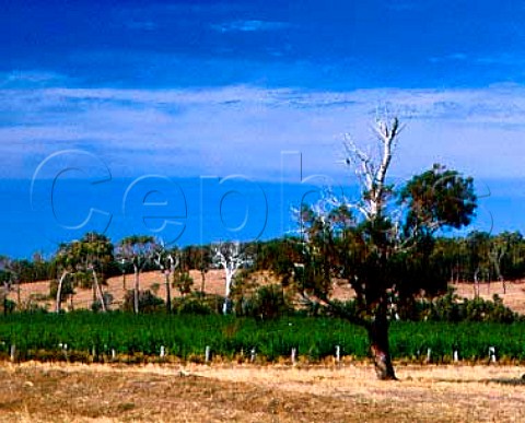 Cullens Vineyards Wilyabrup Western Australia   Margaret River