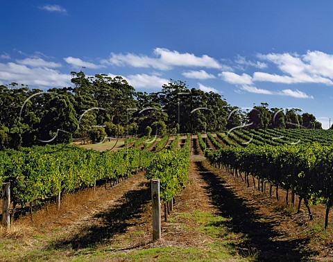 Vineyard on Leeuwin Estate Margaret River   Western Australia