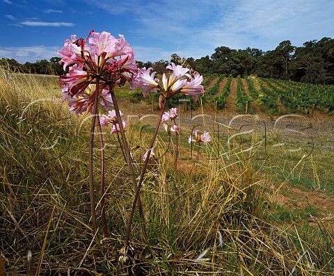 Wild flowers by vineyard of   Houghton Wines Perth Western Australia  Swan Valley