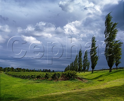Vineyards of Wyndhams Dalwood Estate by the    Hunter River near Branxton New South Wales   Australia    Lower Hunter Valley