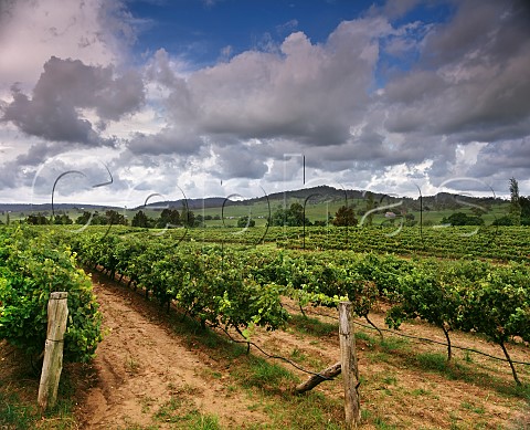 Vineyards on Wyndhams Dalwood Estate by the Hunter River near Branxton New South Wales Australia Lower Hunter Valley