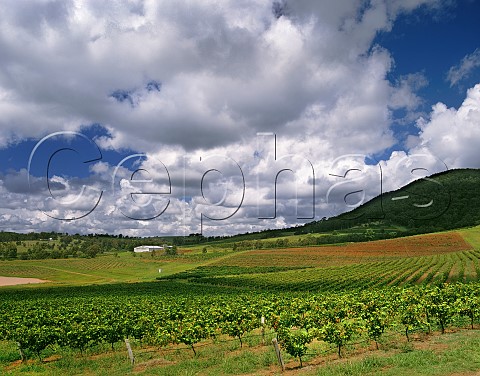 Mount Pleasant winery and vineyards Pokolbin New South Wales Australia  Lower Hunter Valley