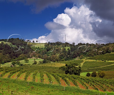 Vineyards near Pokolbin New South Wales Australia   Lower Hunter Valley