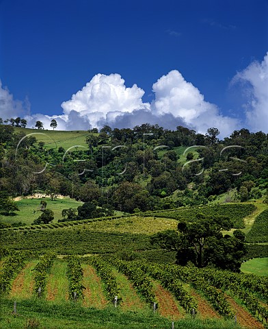 Vineyards near Pokolbin New South Wales Australia   Lower Hunter Valley
