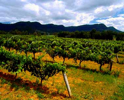 Shiraz vines in Tyrrells Ashmans vineyard with the Brokenback range beyond    Pokolbin  New South Wales Australia  Lower Hunter Valley