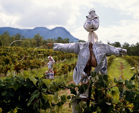Scarecrow in vineyard of Chteau Franois  Pokolbin New South Wales Australia           Lower Hunter Valley