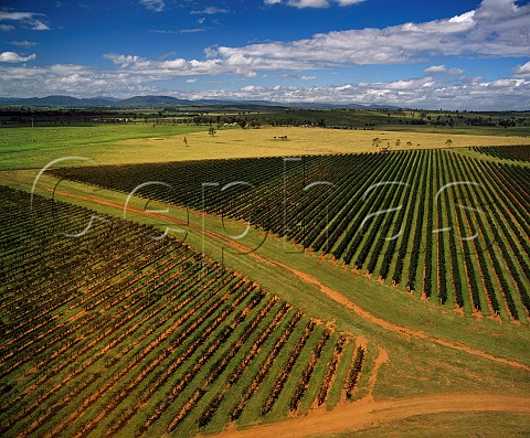 The 150hectare Roxburgh vineyard of Rosemount   Estate Denman New South Wales Australia   Upper Hunter Valley