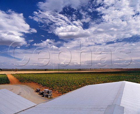 Vineyards of De Bortoli viewed from the   winery roof Griffith New South Wales Australia  Riverina