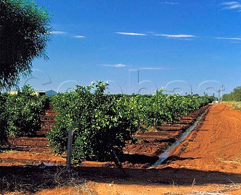 Irrigation of orange groves Griffith NSW    Murrumbidgee Irrigation Area