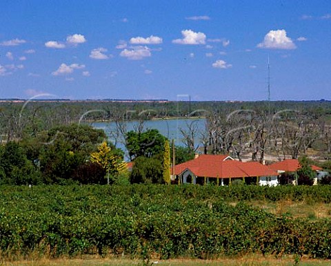 Vineyard by the Murray River near Renmark South   Australia   Riverland
