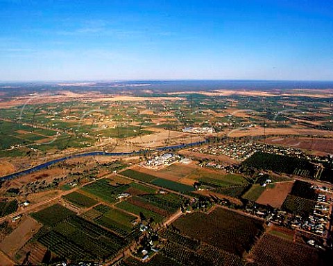 Murray River vineyards and citrus groves at Renmark South Australia  Riverland