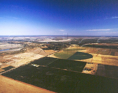 Vineyards and citrus groves by the Murray River near   Renmark SA