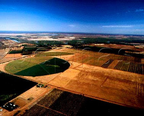 Vineyards and citrus groves by the Murray River   near Renmark South Australia  Riverland