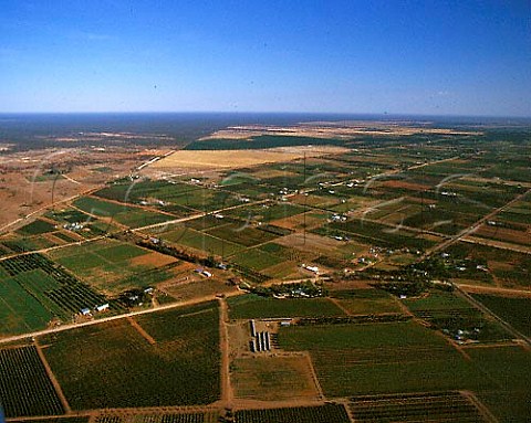 Vineyards and citrus groves which are irrigated with   water from the nearby Murray River Near Renmark   South Australia Riverland