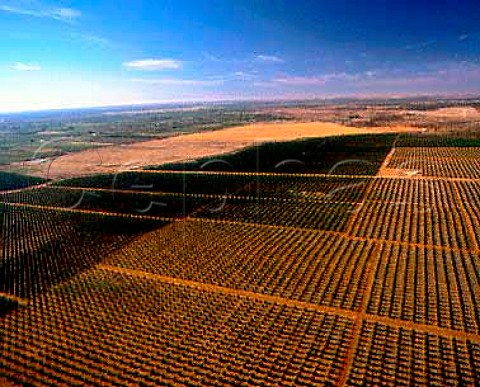 Citrus groves rely on the Murray River for   irrigation  Near Renmark South Australia   Riverland
