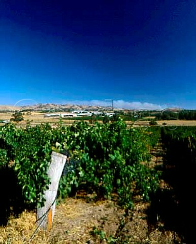 Orlandos Rowland Flat Winery viewed over vineyard   South Australia   Barossa Valley
