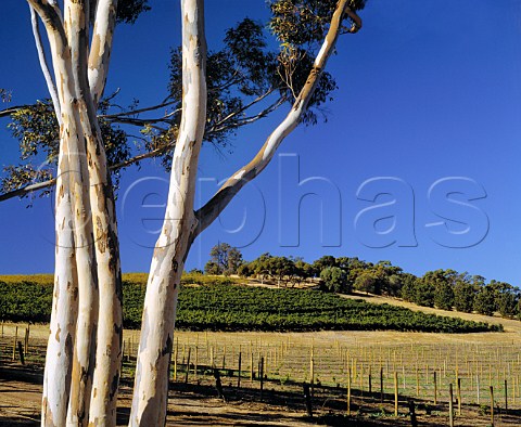 Manning Park vineyard McLaren Vale   South Australia