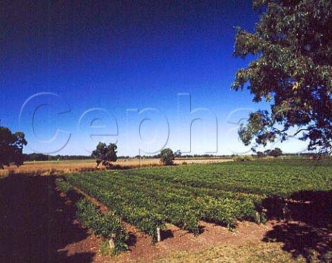 Vineyards of Bleasdale Winery on the flood plain of   Langhorne Creek South Australia