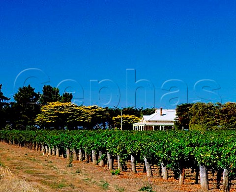 Vineyards on the flood plain of Langhorne Creek   South Australia