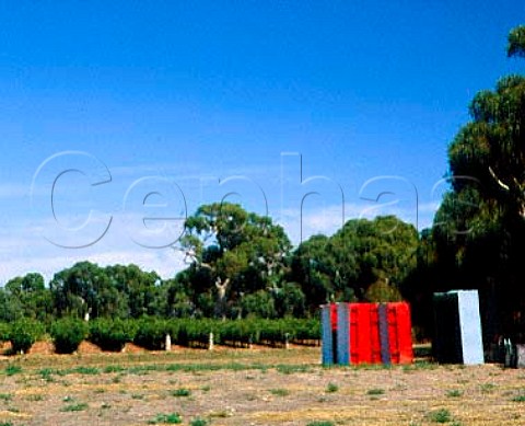 Grape bins await the harvest   Langhorne Creek South Australia