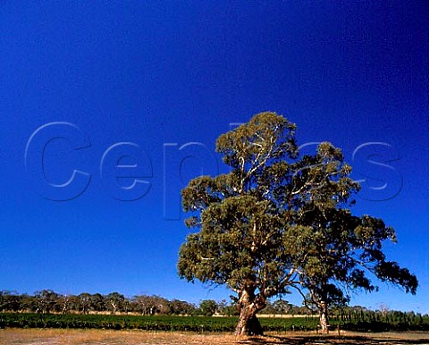 Vineyard and gum tree on Padthaway Estate South   Australia