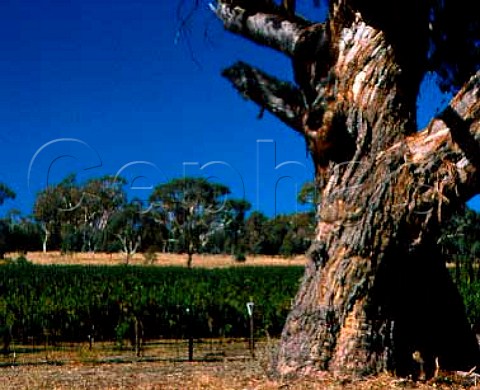 Vineyard on Padthaway Estate   South Australia