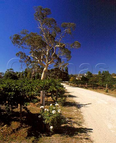 Padthaway Estate vineyard with house beyond Padthaway South Australia