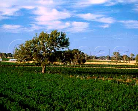Vineyards of Hollick Wines Coonawarra   South Australia