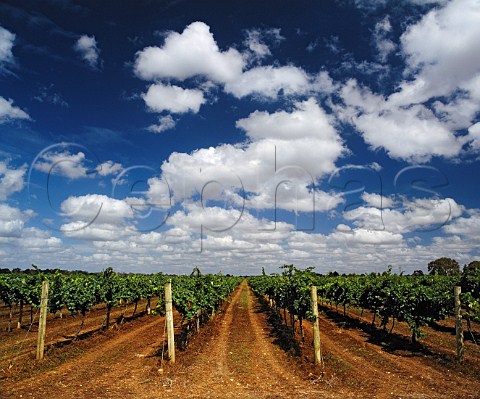 Vineyard on the Terra Rossa soil of Coonawarra South Australia