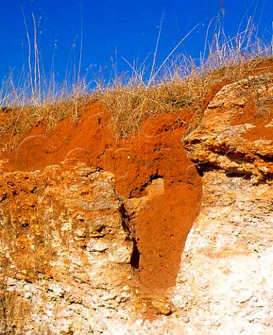 Soil profile of Coonawarra vineyards showing the   terra rossa on top of limestone  South Australia