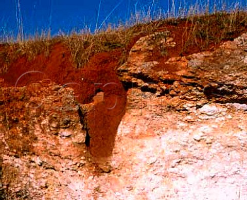 Soil profile showing Terra Rossa soil   clay loam on a limestone base  Coonawarra South Australia