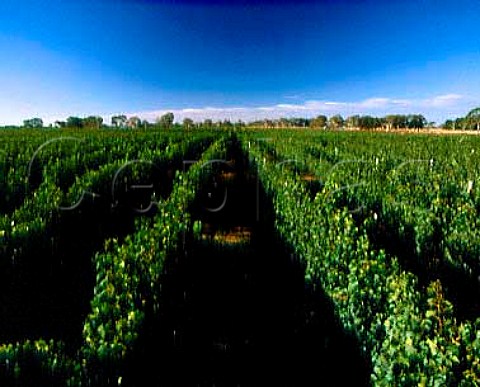 Cabernet Sauvignon vineyard of Hollick Wines   Coonawarra South Australia