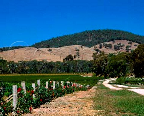 Vineyard of Blue Pyrenees Estate in   the hills of the Great Dividing Range at Avoca   Victoria Australia     Pyrenees