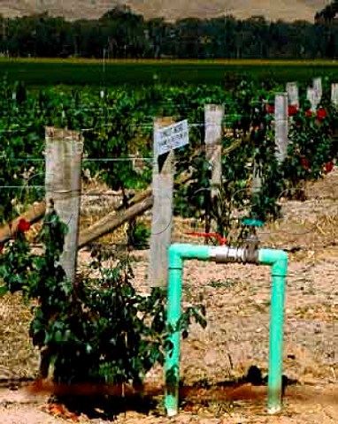Irrigation pipes in Pinot Noir vineyard of   Blue Pyrenees Estate in the hills of the   Great Dividing Range at Avoca Victoria Australia   Pyrenees