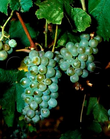Rabaner grapes