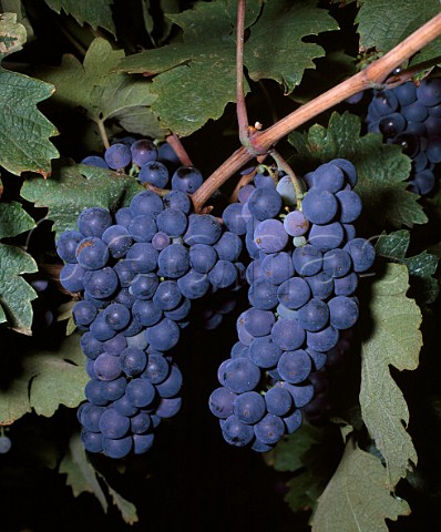 Zinfandel grapes  the Primitivo of  southern Italy