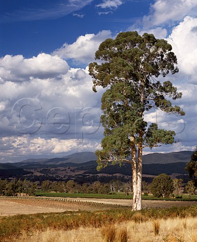 Koombahla Vineyard big gum tree in Aborigine of Darling Estate at an altitude of 1000 feet in the King Valley Cheshunt Victoria Australia     King Valley