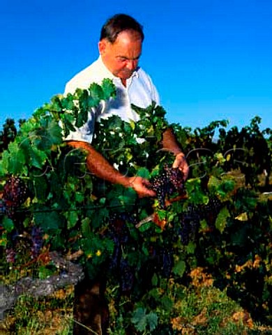 Mick Morris examines his Brown Muscat grapes from   which he makes his Rutherglen Liqueur Muscat Morris   Wines Rutherglen Victoria Australia