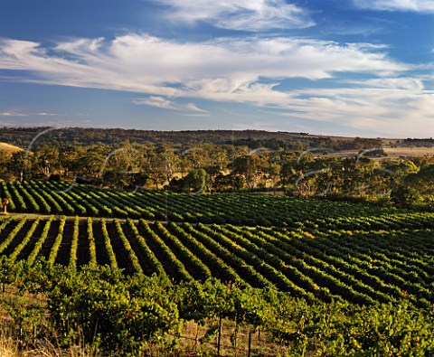 Idyll Vineyard in the Moorabool Valley owned by Littore Family Wines Moorabel Victoria Australia  Geelong