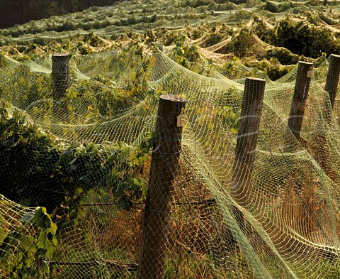 Antibird netting over the vineyards of   Coldstream Hills just before harvest time    Coldstream Victoria Australia  Yarra Valley