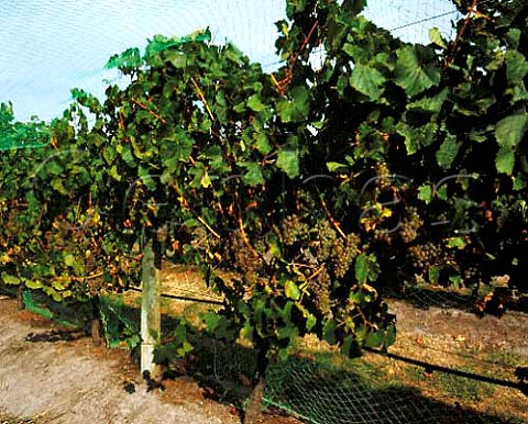 Chardonnay vines on trellis to give grapes maximum exposure to the sun Dromana   Estate Dromana Victoria   Mornington Peninsula
