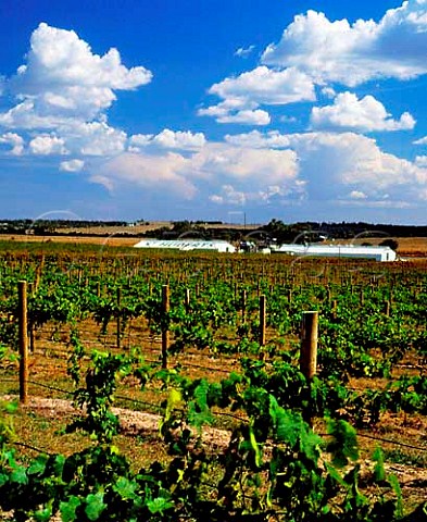 St Huberts winery and vineyard Coldstream   Victoria Australia    Yarra Valley