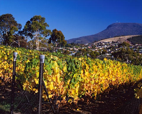 Autumnal Pinot Noir vineyard of Moorilla Estate with Mount Wellington in distance Berriedale near Hobart Tasmania Australia Derwent Valley