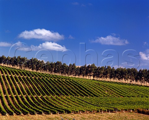 Jansz vineyard owned by the Pipers Brook Group  with a windbreak of trees  Pipers Brook Tasmania Australia