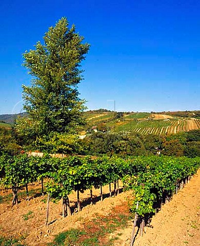 Vineyards of Grinzing in the northern suburbs of   Vienna  Austria