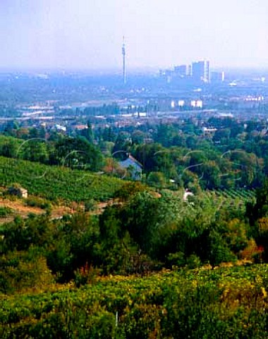 Vineyards of Grinzing in the northern suburbs of   Vienna